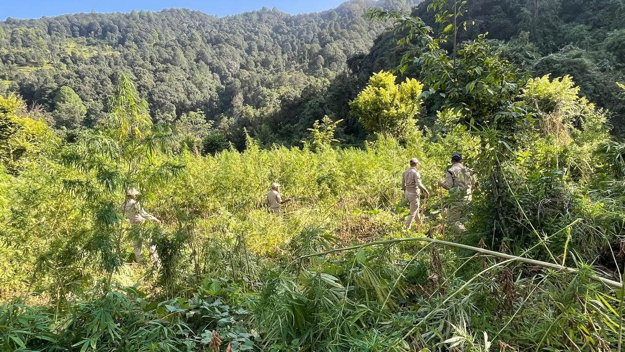 avaidh-bhang-ki-kheti